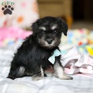 Chip, Miniature Schnauzer Puppy